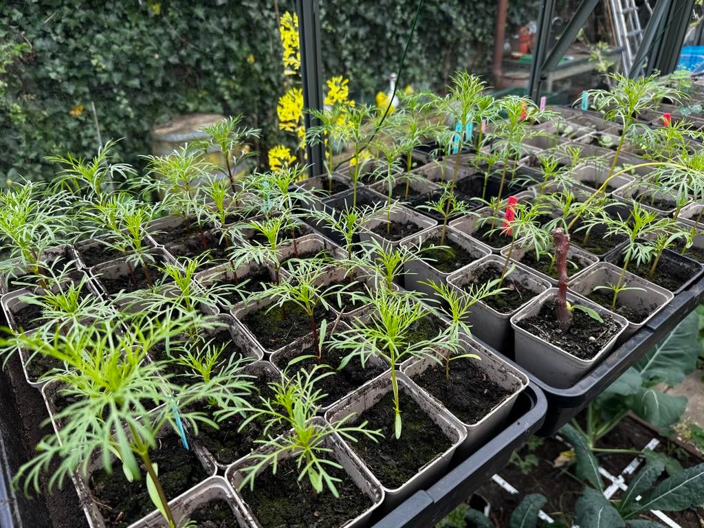 Biologische (moestuin)planten, Tuin en Terras, Planten | Tuinplanten, Ophalen, Volle zon, Groenteplanten, Eenjarig