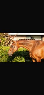 Prachtige en lieve allround ruin te koop!, ZZ, Met stamboom, Ruin, 11 jaar of ouder