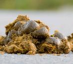 Gratis paardenmest afhalen, Ophalen, Tuinaarde