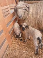 Mooie ooi met 2 ooilammeren, Dieren en Toebehoren, Schapen, Geiten en Varkens, Vrouwelijk, Schaap, 0 tot 2 jaar