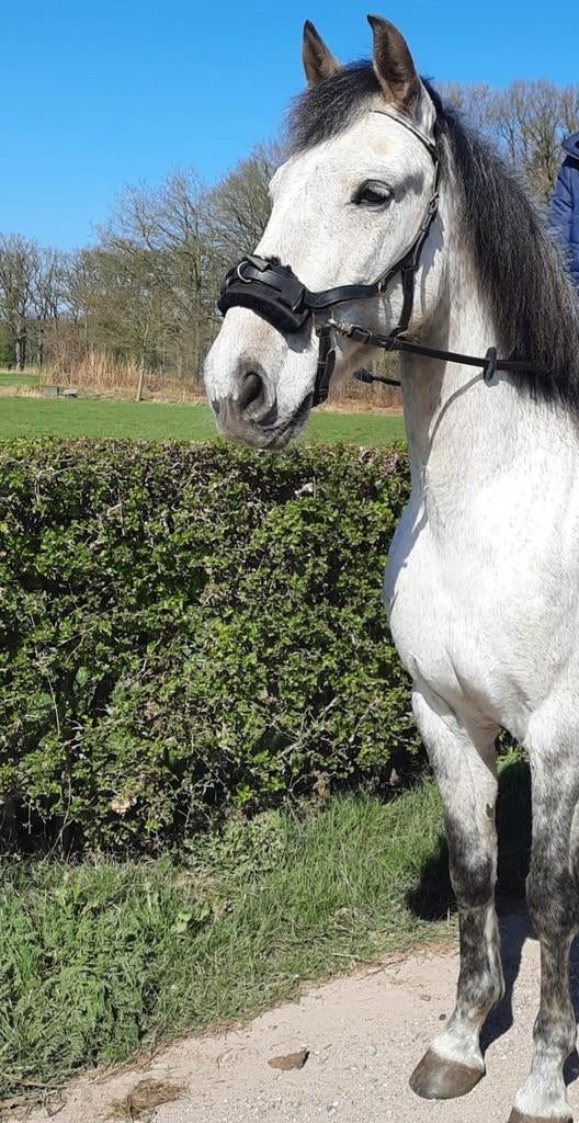 Bijrijdster gezocht voor PRE, Dieren en Toebehoren