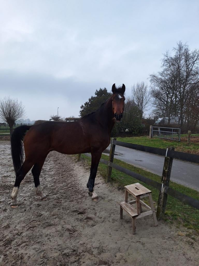 Toto jr. 3.5 jaar, Met stamboom, Ruin, Dressuurpaard, Zadelmak