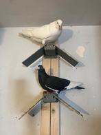 14x Ierse hoogvlieger, Meerdere dieren, Overige soorten