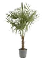 Plant, Ophalen, Overige soorten, Volle zon