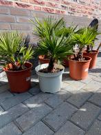 Te koop chamaerops hummelis, Volle zon, Vaste plant, Zomer, Ophalen