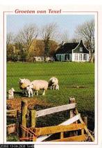 Ansichtkaart	Texel	Schapen, Verzenden, 1980 tot heden, Gelopen, Waddeneilanden