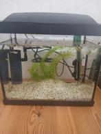 Aquarium  plus jonge guppen man / vrouw, Ophalen, Gevuld zoetwateraquarium