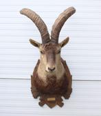 Grote opgezette kop PYRENEEËN STEENBOK (Capra pyrenaica), Ophalen, Gebruikt, Wild dier, Opgezet dier