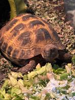Turbo, lief en gezond vierteenlandschildpad met terrarium, Dieren en Toebehoren, Reptielen en Amfibieën, Met terrarium, 7 tot 10 jaar