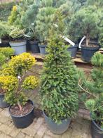 Taxus zuilvorm, Vaste plant, Bloeit niet, Halfschaduw, Ophalen
