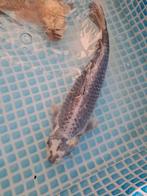 Koikarpers., Karper of Koi