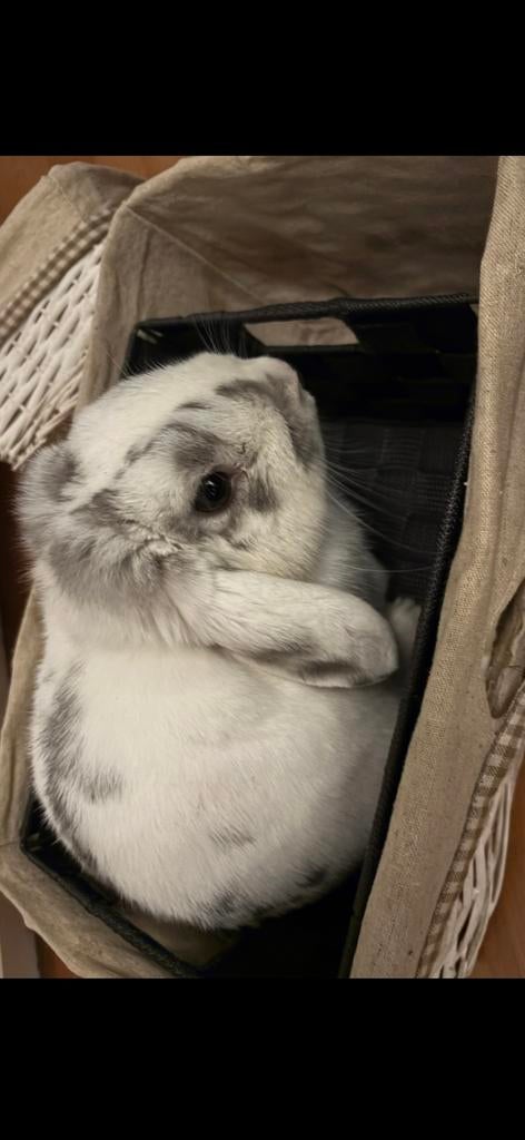 Konijn, Dieren en Toebehoren, Konijnen, Mannelijk