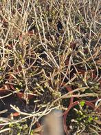 hortensia, Ophalen of Verzenden, Overige soorten, Halfschaduw