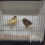 Glosters, Meerdere dieren