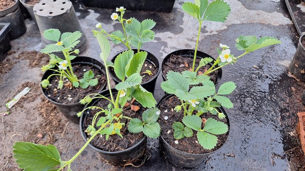 Aardbeien plantjes in pot, Tuin en Terras, Ophalen, Volle zon
