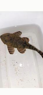 L397 algen eters 3 stuks, Dieren en Toebehoren, Vis, Zoetwatervis