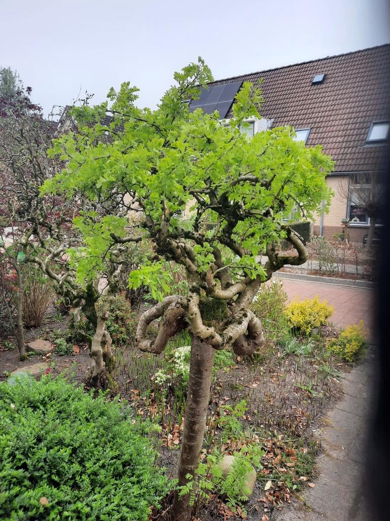 Mooie bomen op stam, Volle zon, Bloeit niet, 100 tot 250 cm, Overige soorten