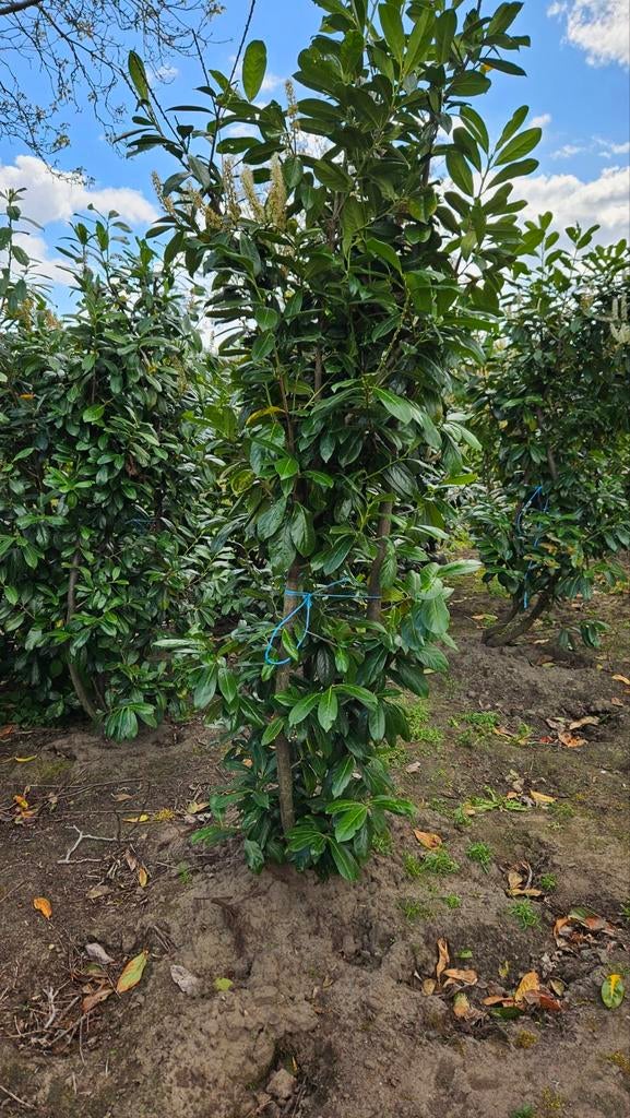 Prunus  laurierstruiken Novita Hoogte rond  225 cm, Tuin en Terras, Ophalen, Laurier, 100 tot 250 cm
