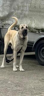 Kangal, Turkse Herder, Reu, 1 tot 2 jaar, Eén hond, Herder