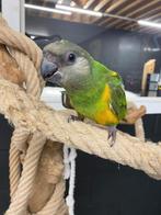 We zoeken baby Bonte Boertjes en Meyer Papegaaien, Dieren en Toebehoren, Vogels | Parkieten en Papegaaien, Meerdere dieren, Papegaai