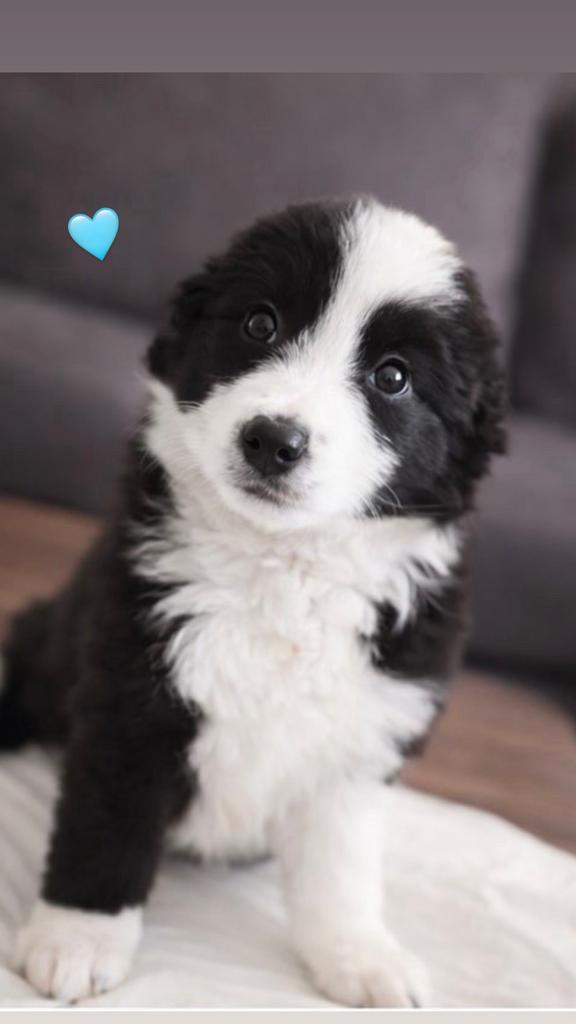 Prachtige Border Collie x Shetland Sheepdog pups te koop, Dieren en Toebehoren, Honden | Herdershonden en Veedrijvers, Overige rassen