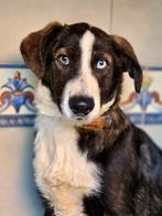 ACE: Jake wie geeft hem de kans op een mooie toekomst?, Particulier, 15 weken tot 1 jaar, Reu, Buitenland