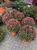 Rhododendron Azalea Japonica Bol, Op Stam schaal, Vaste plant, Halfschaduw, Lente, Ophalen