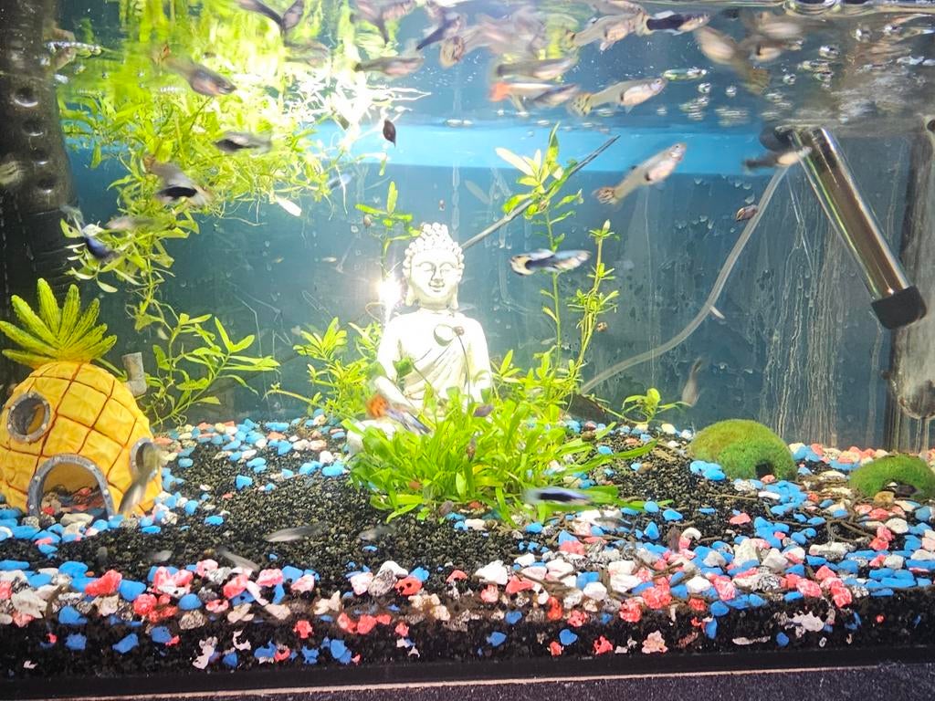Guppy's en platty's baby en grote, Dieren en Toebehoren, Vis
