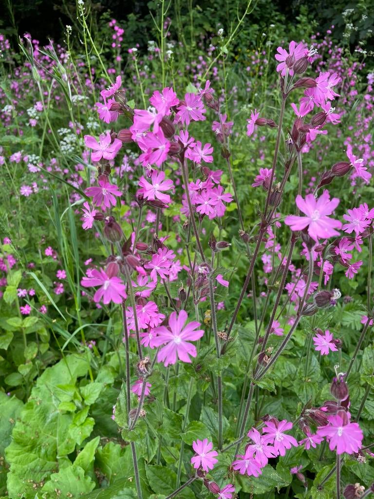 Koekoeksbloem, Ophalen, Overige soorten, Volle zon