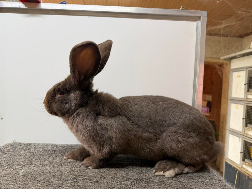 Groot Lotharinger ram bruin havanna, Dieren en Toebehoren, Konijnen, Mannelijk, Groot