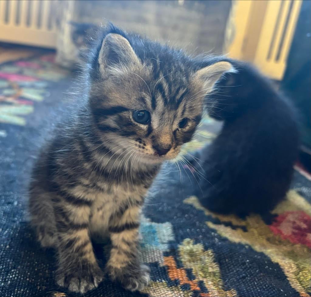 Maincoon kittens, Dieren en Toebehoren, Katten en Kittens | Raskatten | Langhaar, Poes, 0 tot 2 jaar