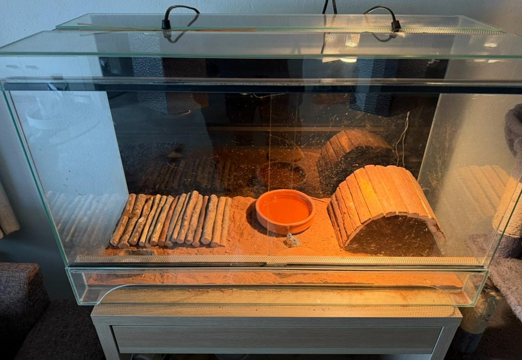 Terrarium te koop, Dieren en Toebehoren, Reptielen en Amfibieën | Toebehoren, Ophalen, Gebruikt, Terrarium of Paludarium