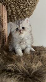 Mooie Perzische kitten poes zoekt een gouden mandje, Meerdere dieren