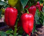 Paprika Anastasia, Ophalen of Verzenden, Voorjaar, Volle zon, Zaad