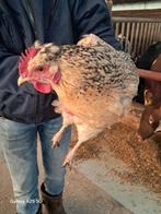 2 Creamlegbar kruising hennen, Dieren en Toebehoren, Pluimvee, Vrouwelijk, Kip