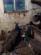 Pauwen, Dieren en Toebehoren, Pluimvee, Meerdere dieren, Overige soorten