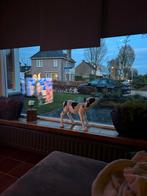 Gratis raam, 2 jaar oud - 239x169, Gevelraam of Ruit, Zo goed als nieuw, Dubbelglas, 160 cm of meer