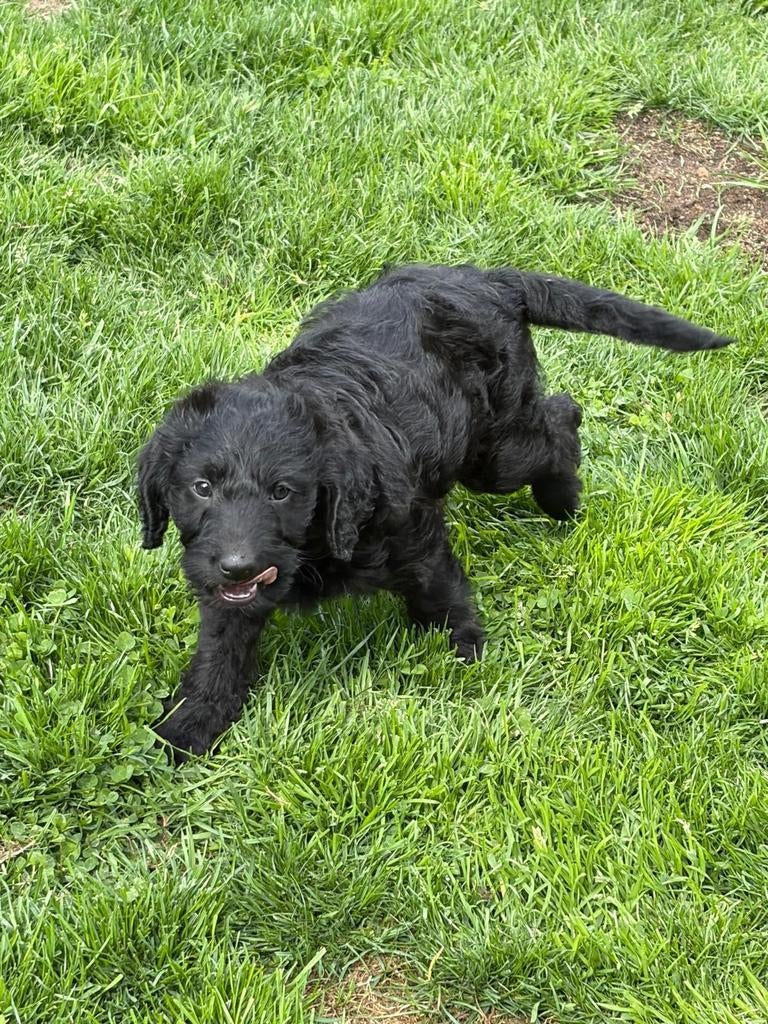 Lieve labradoodle, Ophalen, Honden