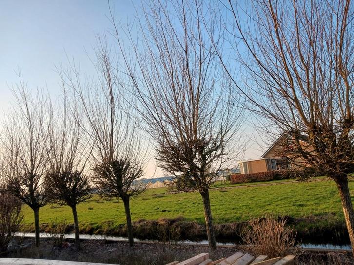 9 Jonge Wilgen bomen Gratis, Tuin en Terras, Planten | Bomen, Overige soorten, 250 tot 400 cm, Volle zon, Bloeit niet, Ophalen