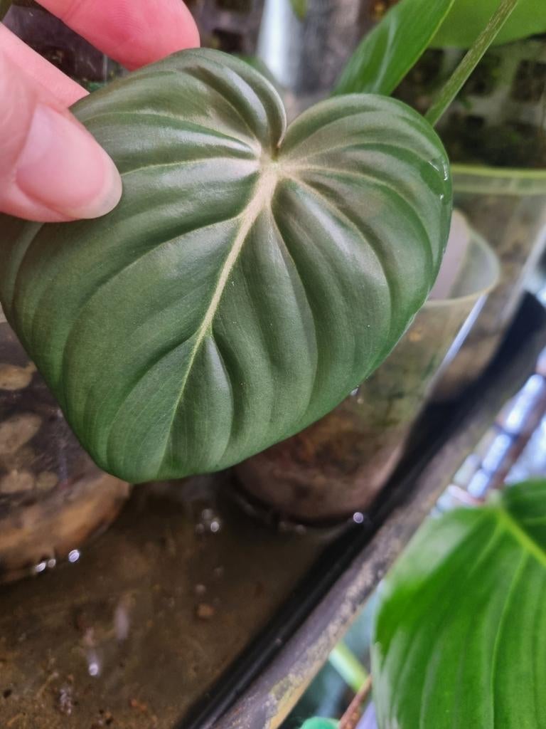 philodendron gloriosum dark form, Huis en Inrichting, Kamerplanten, Ophalen of Verzenden, Halfschaduw, Minder dan 100 cm