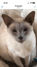 GEVRAAGD Siamees lilac point poes, Dieren en Toebehoren, Poes, Ingeënt, 3 tot 5 jaar