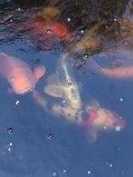 Koi karpers, Dieren en Toebehoren, Karper of Koi