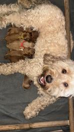 Cockapoo /goldendoodle pups, Parvo, Overige rassen, 8 tot 15 weken, Meerdere