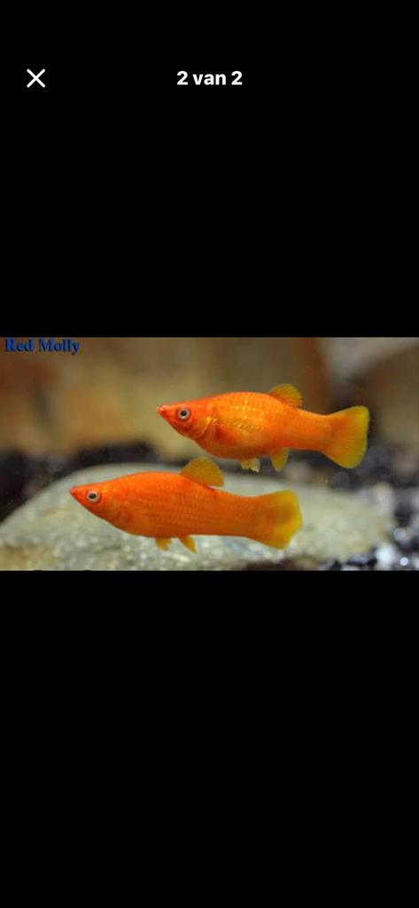 Molly visjes paar weekjes oud, Dieren en Toebehoren, Vis