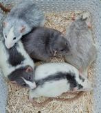 Lieve sociale jonge ratjes, Dieren en Toebehoren, Rat, Februari, Meerdere dieren, Tam