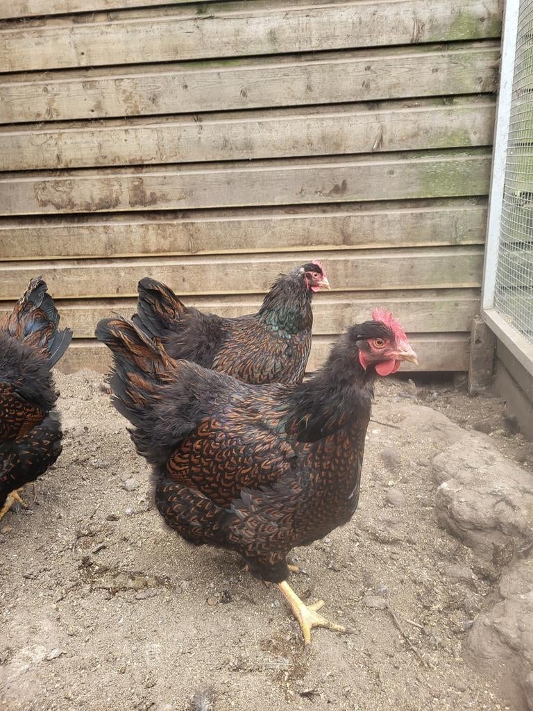 7 barnevelders, Dieren en Toebehoren, Pluimvee, Vrouwelijk, Kip