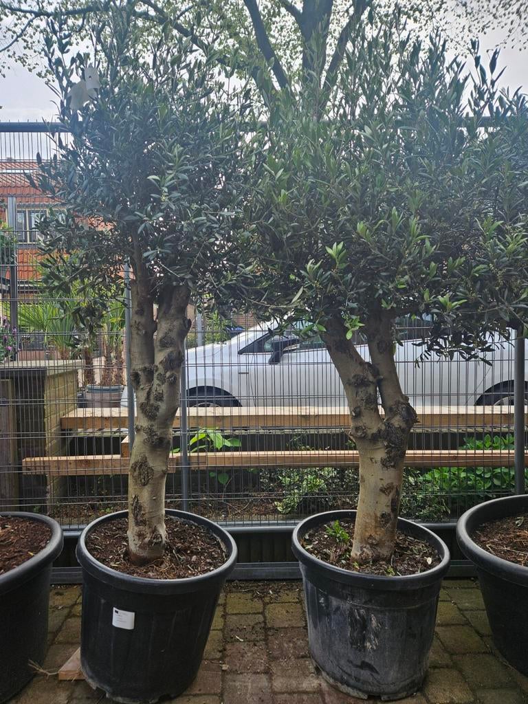 Olijfbomen diverse maten, gratis thuisbezorgd in&om Hsum