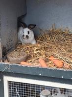 Konijnen, Mannelijk, Groot, 0 tot 2 jaar