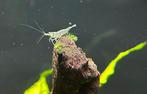 Mini japonica garnalen, Dieren en Toebehoren, Vissen | Aquariumvissen, Kreeft, Krab of Garnaal
