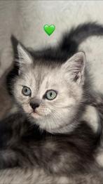 Britse Korthaar kitten, Meerdere dieren, Ontwormd, 0 tot 2 jaar